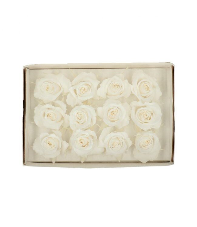 Ivory-coloured reserved roses | Diameter 4 centimetres | Order by 12 pieces