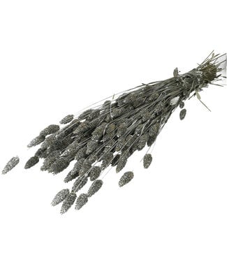 4A Silver dried Phalaris | Length 70 centimetres | Per bunch