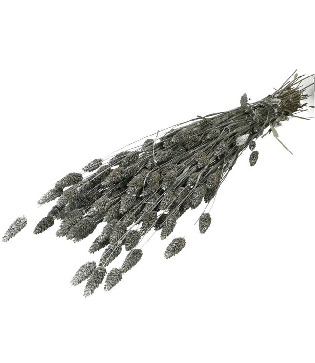 Silver dried Phalaris | Length 70 centimetres | Order by bunch