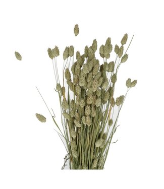 4A Natural dried Phalaris | Length 65 centimetres | Per 5 bunches