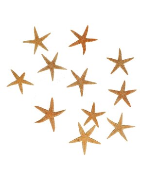 4A Coquillage Etoile de mer | Diamètre 5 centimètres | Par lot de 50 étoiles de mer
