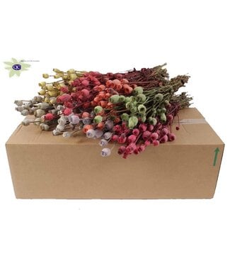 QC Dried Poppy Somniferum mixed colours | Per 15 bunches