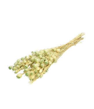 4A Light green preserved Nigella | Length 55 centimetres | By bunch