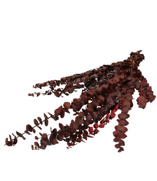 4A Eucalyptus rouge conservé Baby | Longueur 60 centimètres | Poids 150 grammes | Par bouquet