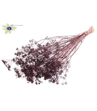 QC Burgundy bunch of dried dill | Anethum dried flowers | Per 6 bunches x 10