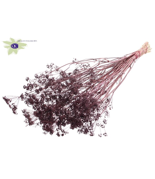 Burgundy bunch of dried dill | Anethum dried flowers | 10 stems per bunch | Order per 6 bunches