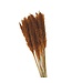 Orange Pampas grass plumes fluffy | Length 80 centimetres | Order by bunch