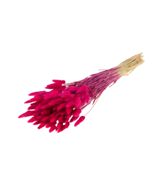 LDD Lagurus ovatus dried flower cherry-coloured | Per 5 bunches