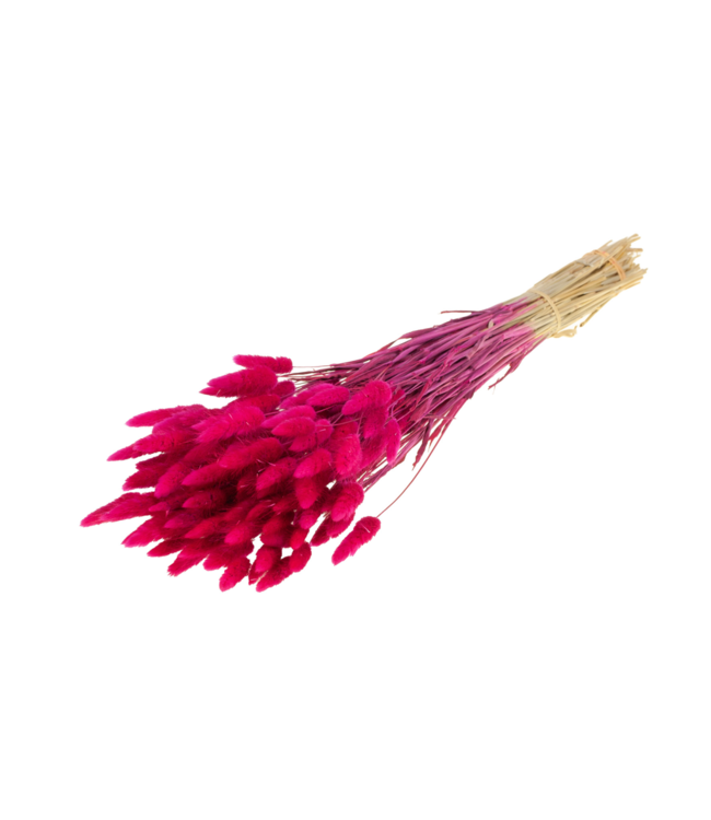 Lagurus ovatus dried flower cherry-coloured | Ordered per 5 bunches