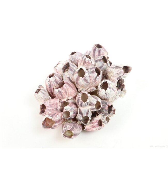 Shells Barnacles | Min diameter 17 centimetres max diameter 22 centimetres | Order by package