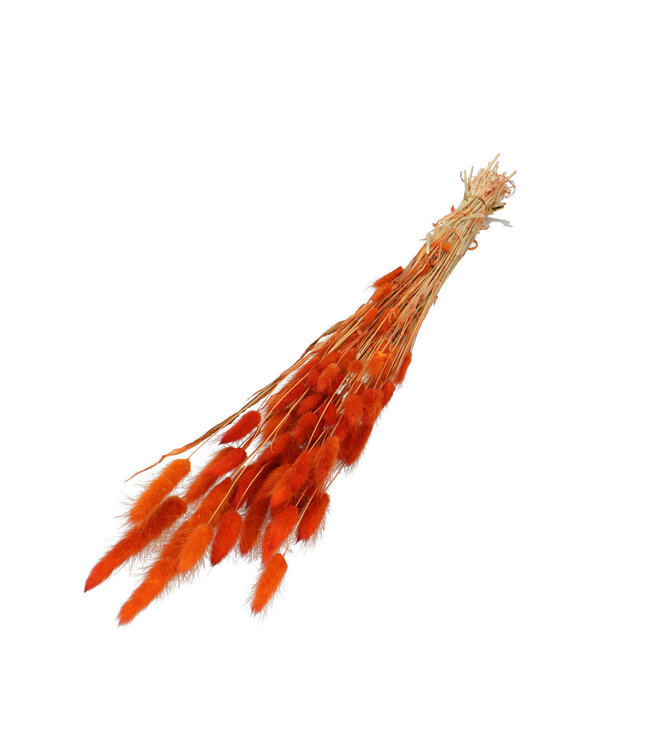 Lagurus dried flower orange | Weight 50 grams | Length 60 centimetres | Order per bunch