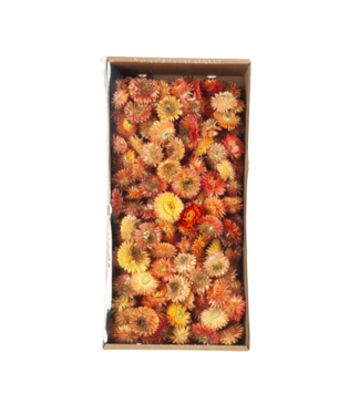 LDD Salmon-coloured straw flowers Helichrysum heads | Weight 100 grams | Per 6 boxes