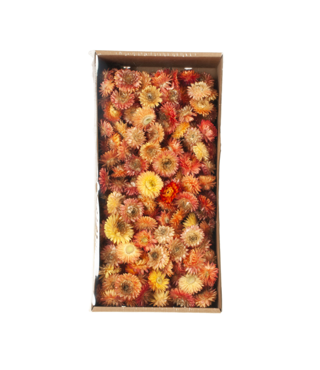 Salmon-coloured straw flowers Helichrysum heads | Weight 100 grams | Order per 6 boxes