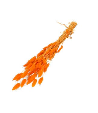 4A Lagurus dried flower orange | Weight 50 grams | Length 60 centimetres | Per bunch