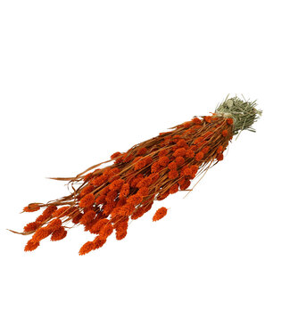 4A Orange dried Phalaris | Length 70 centimetres | By bunch