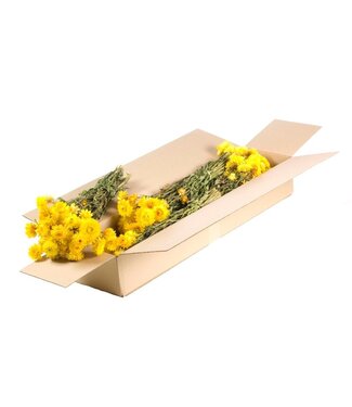 LDD Naturel gele gedroogde strobloemen | Helichrysum droogbloemen | Per 5 bossen