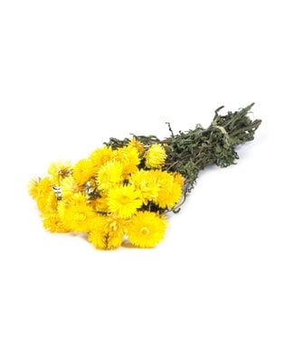 LDD Naturgelbe getrocknete Strohblumen | Helichrysum Trockenblumen | Pro 20 Sträuße