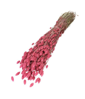 4A Fuchsia-coloured dried Phalaris | Length 70 centimetres | Per bunch