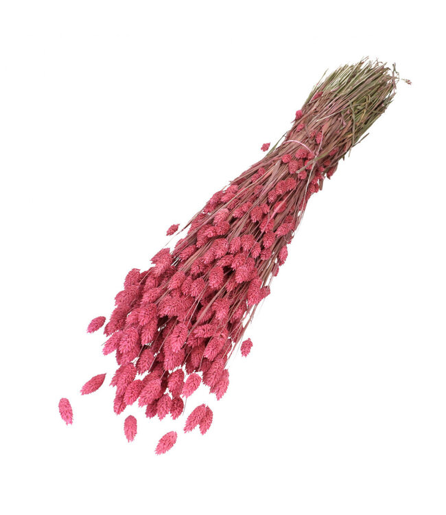 Fuchsia-coloured dried Phalaris | Length 70 centimetres | Can be ordered per bunch