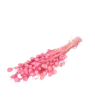 4A Roze gepreserveerde Nigella | Lengte 55 centimeter | Per bos