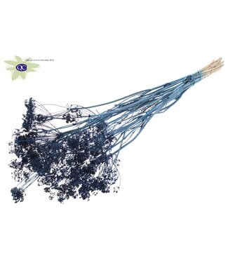 QC Dark blue bunch of dried dill | Anethum dried flowers | Per 6 bunches x 10