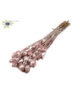 QC Pavot Somniferum séché couleur champagne avec paillettes | Par 15 bouquets