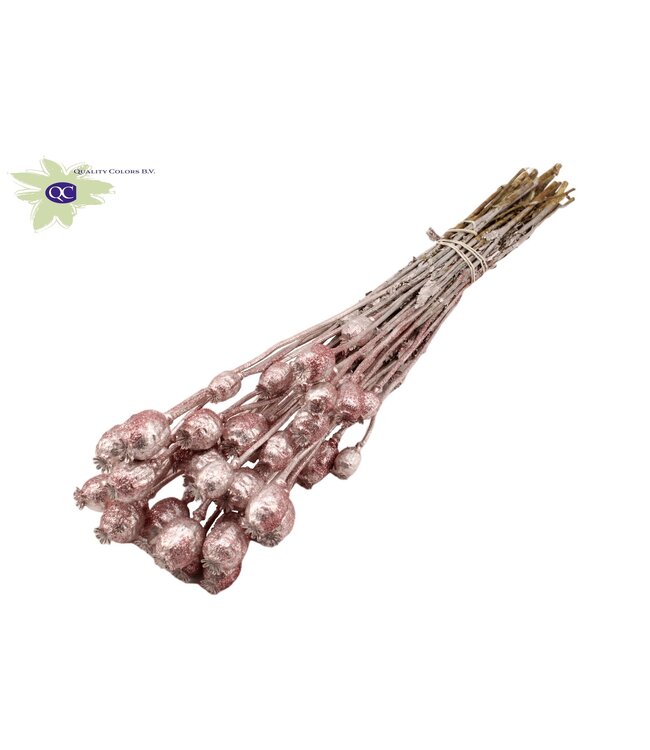 Pavot Somniferum séché couleur champagne avec paillettes | Commande par 15 bouquets