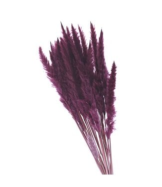 4A Purple Pampas grass plumes fluffy | Length 80 centimetres | Per bunch