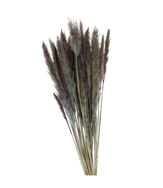 4A Light blue Pampas grass plumes fluffy | Length 80 centimetres | Per bunch