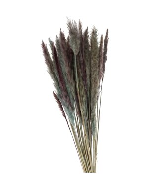 4A Plumes d'herbe de la pampa bleu clair duveteuses | Longueur 80 centimètres | Par bouquet
