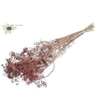 QC Matt rose bunch of dried dill | Anethum dried flowers | Per 6 bunches x 10