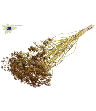 QC Yellow bunch of dried dill | Anethum dried flowers | Per 6 bunches x 10