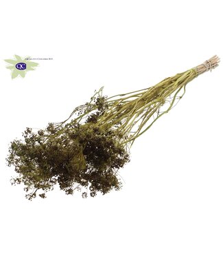 QC Light green bunch of dried dill | Anethum dried flowers | Per 6 bunches x 10