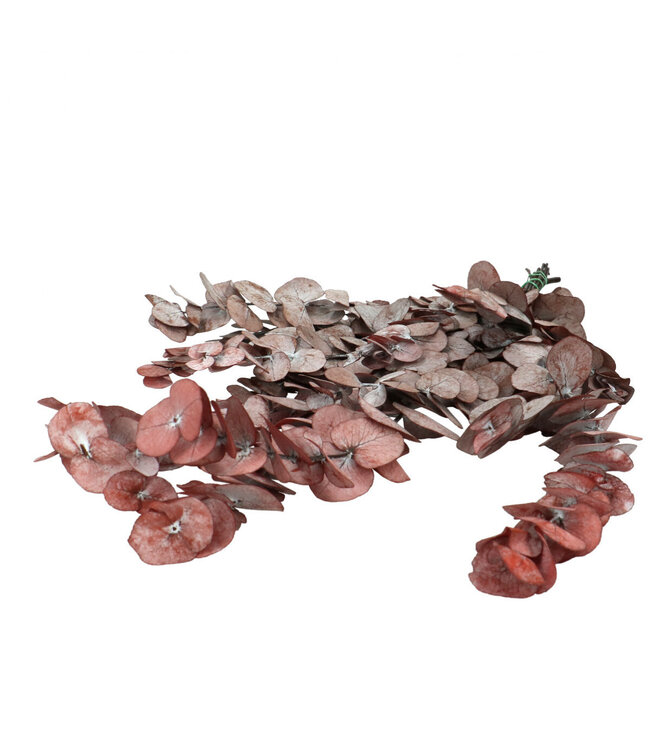 Red eucalyptus Cinerea | Length 60 centimetres | Order by bunch