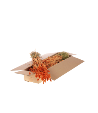 LDD Matt coral-coloured dried Phalaris | Per 4 bunches