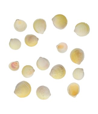 4A Muscheln Cardium Flavus Shell | Gewicht 500 Gramm | Pro Packung