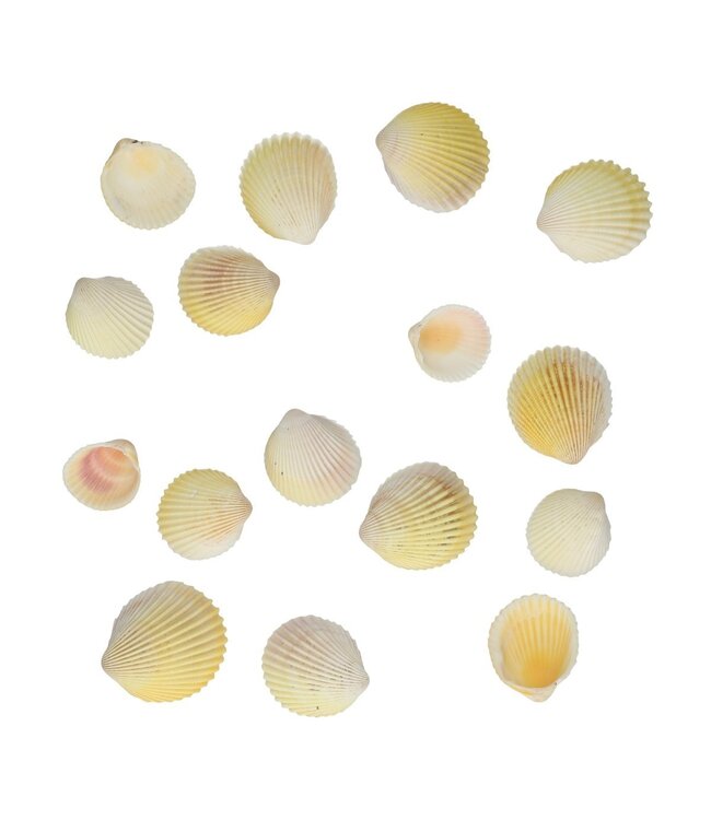 Coquilles Cardium Flavus Shell | Poids 500 grammes | Commande par paquet