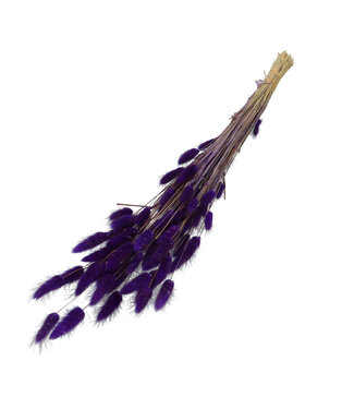 4A Lagurus dried flower purple | Weight 50 grams | Length 60 centimetres | Per bunch