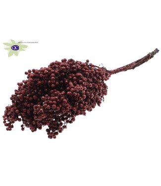 QC Burgundy dried pepper berries with glitter | Packed per piece | Per 5 pieces