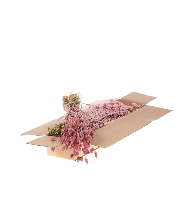 Frosted pink dried Phalaris | Order per 4 bunches