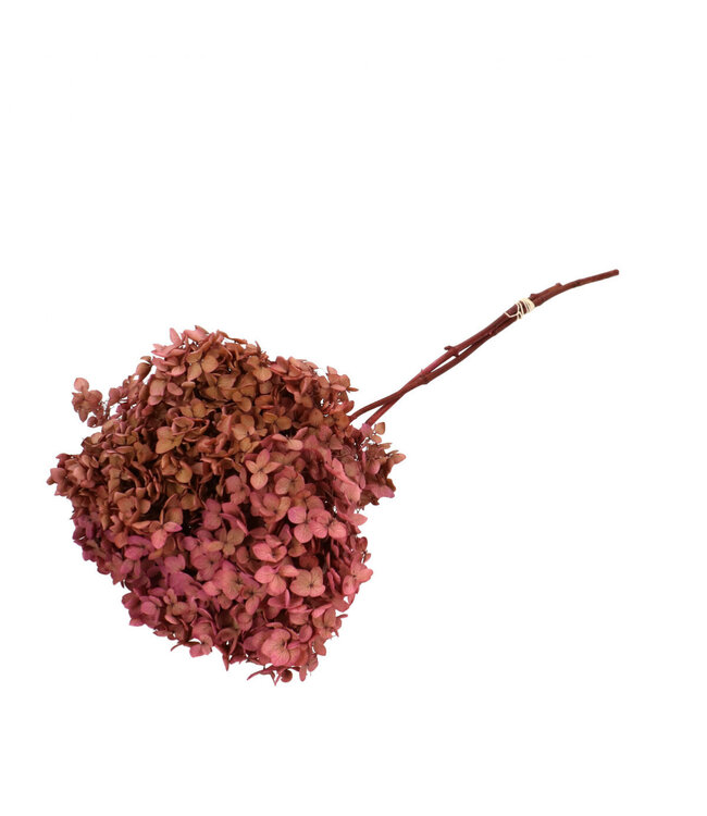 Dark pink reserved Hydrangea | Length 65 centimetres | Ordered by piece