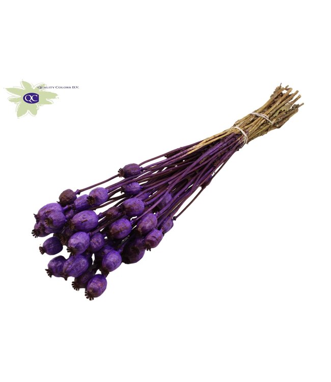 Dried Poppy Somniferum purple | Order per 15 bunches