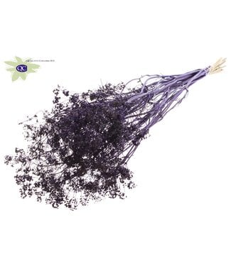 QC Purple bunch of dried dill | Anethum dried flowers | Per 6 bunches x 10