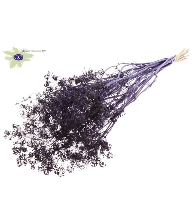 Purple bunch of dried dill | Anethum dried flowers | 10 stems per bunch | Order per 6 bunches