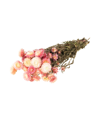 LDD Natürliche rosa getrocknete Strohblumen | Helichrysum getrocknete Blumen | Pro 20 Sträuße