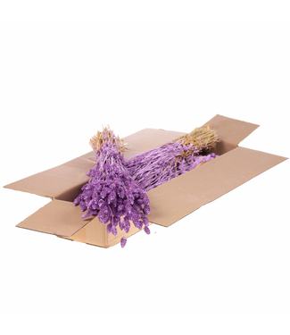 LDD Mat lilac-coloured dried Phalaris | Per 4 bunches