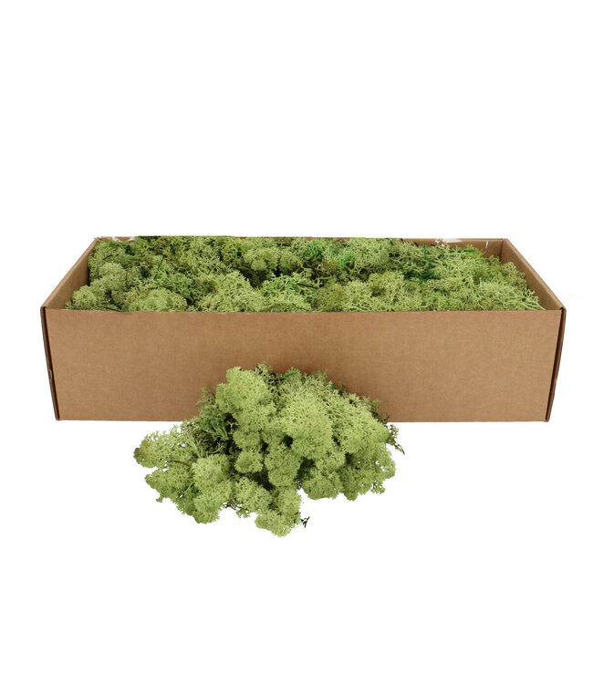 Apple green preserved reindeer moss | Weight 400-500 g | Order by pack