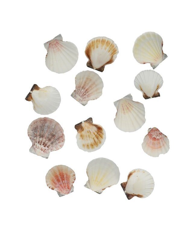 Coquilles Pecten Vexillum | Poids 500 g | Commande par paquet