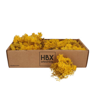 4A Yellow preserved reindeer moss | Weight 400-500 g | Per pack