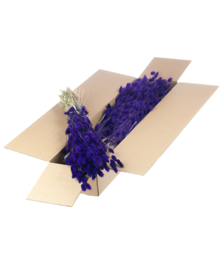 LDD Lagurus ovatus dried flower purple | Per 5 bunches